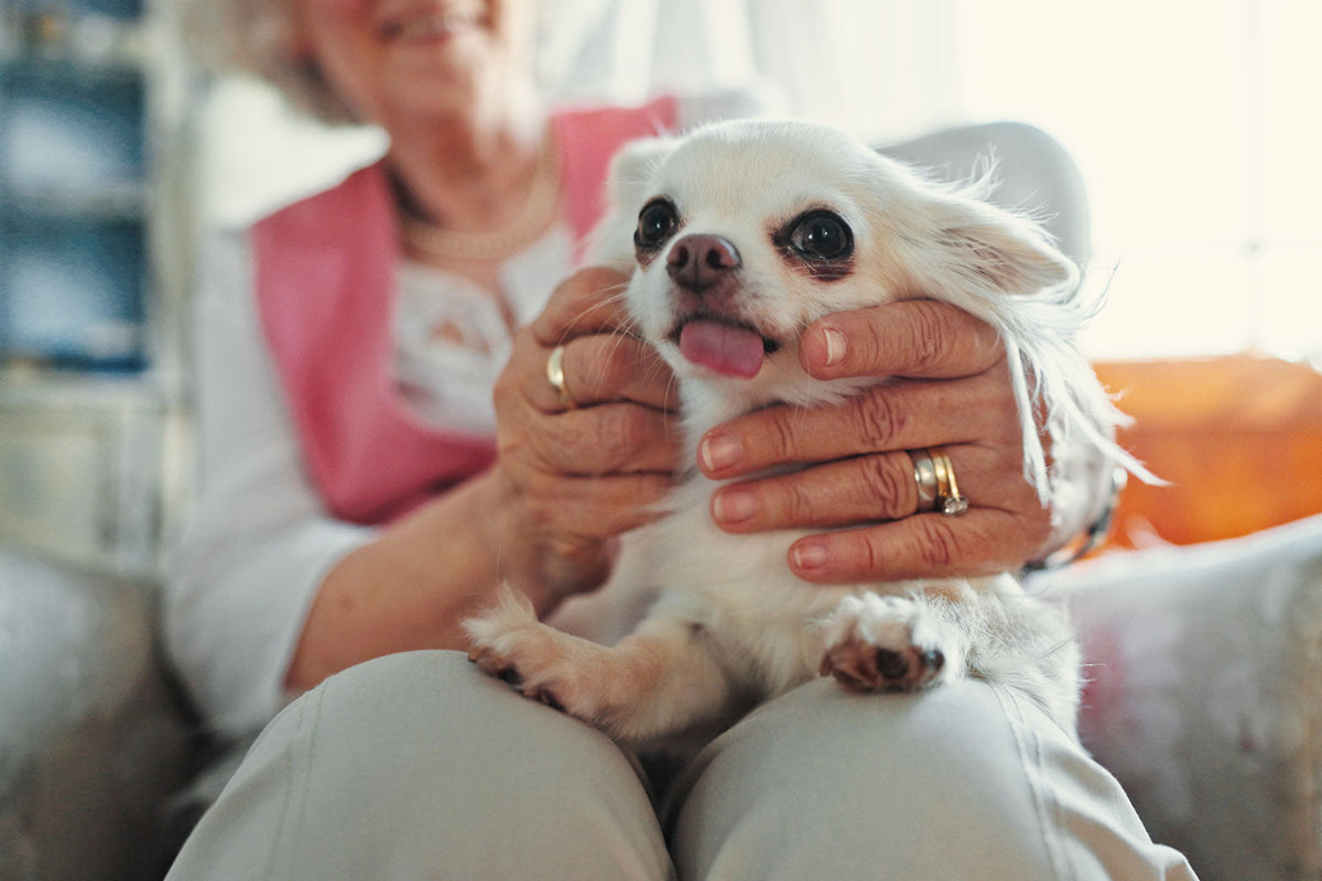 Persona con un perro pequeño blanco en el regazo.