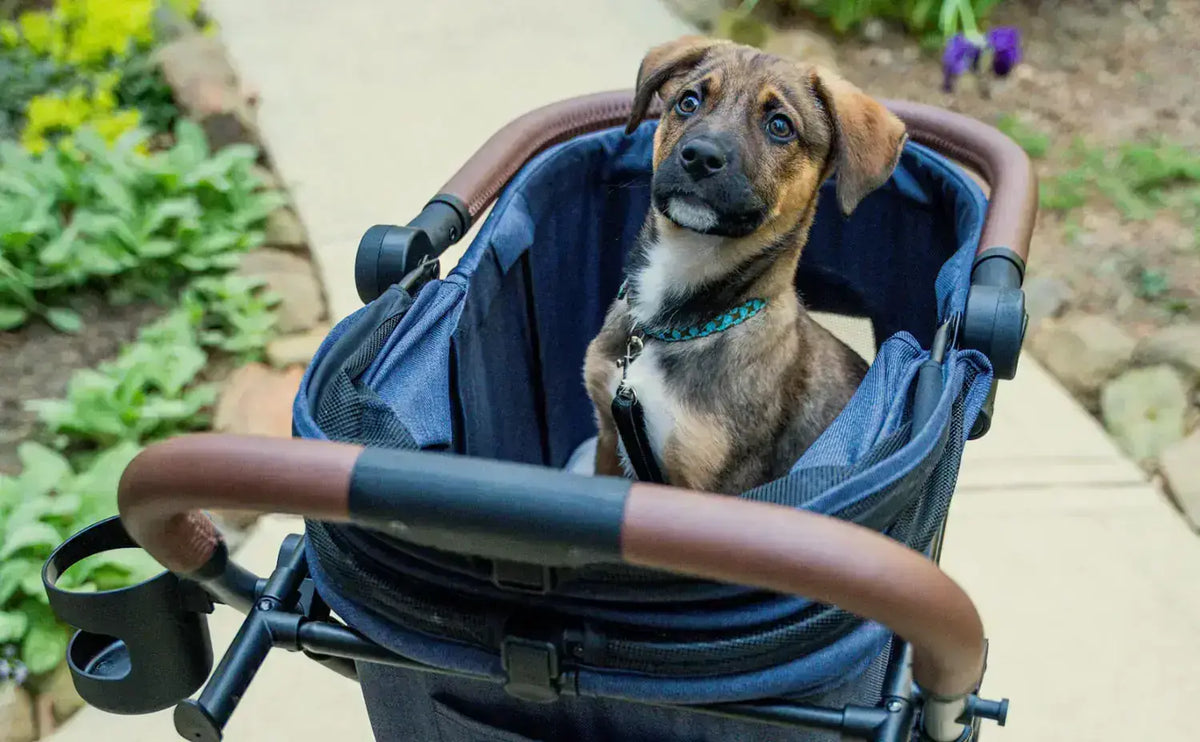 Strolee Blog - Pet Strolers