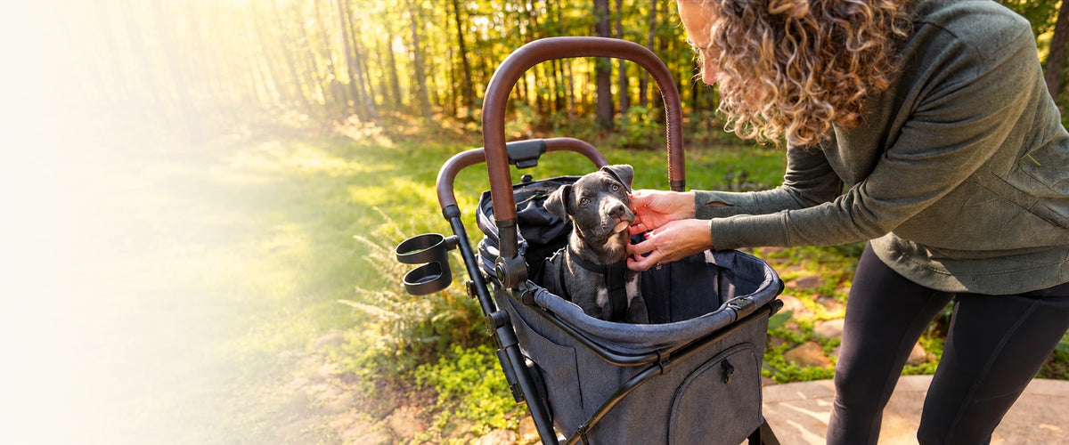 Person, die einen Hund in einem Tierbuggy am Waldrand streichelt.