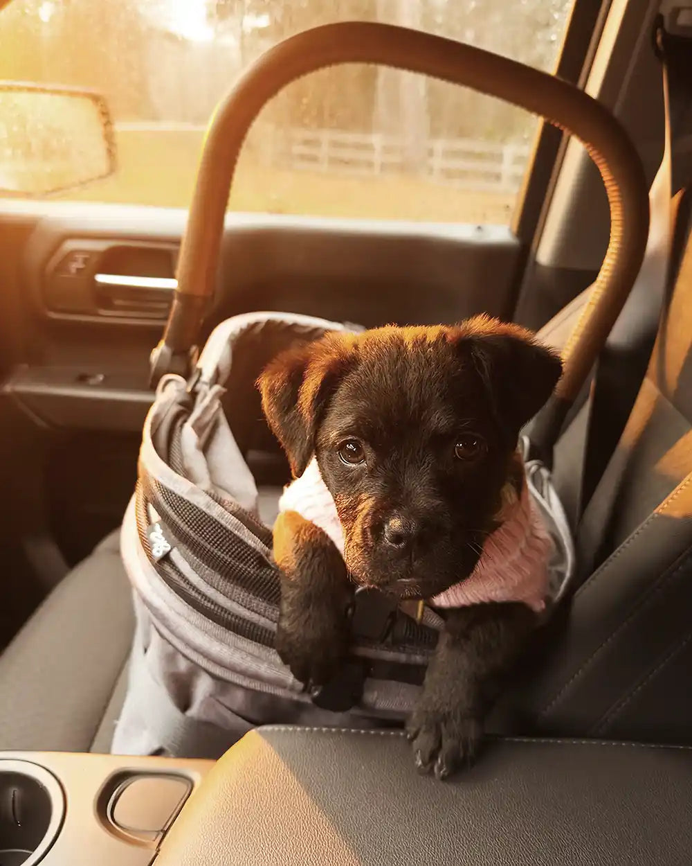 Chiot assis dans un Pet Bassinet sur un siège de voiture.